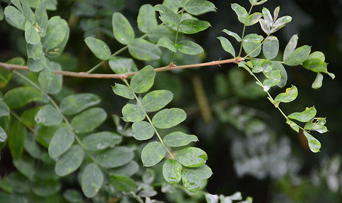 Siberian Peashrub - Caragana arborescens
