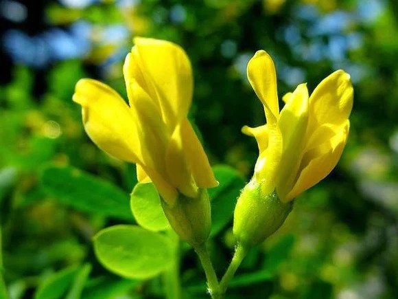 Siberian-Peashrub-caragana-arborescens-flowers