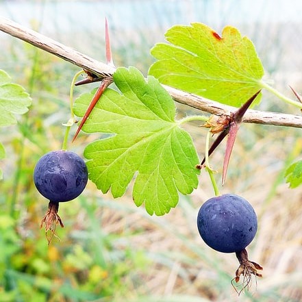 Coast black gooseberry ribes divaricatum fruits