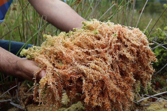 What peat moss is made of moss