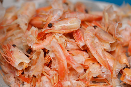 shrimp compost shrimp shell