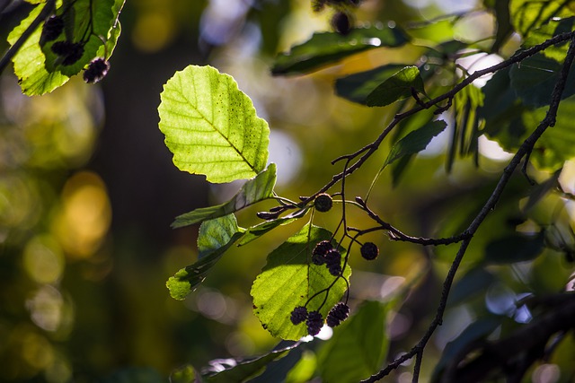 Alders Plants that Thrive in Clay