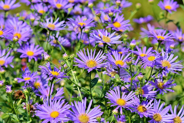 Asters Flowers that Thrive in Clay