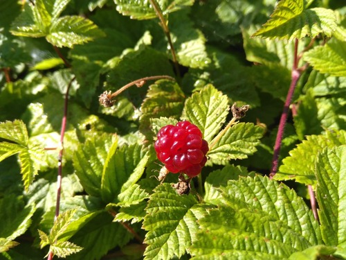 Dewberry Plants that Thrive in Clay (1)