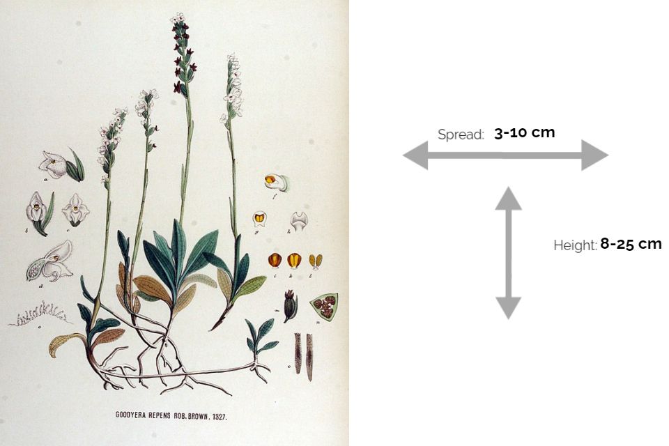 Dwarf Rattlesnake Plantain (Goodyera repens) info chart
