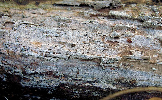 Ceratobasidium cornigerum fungus