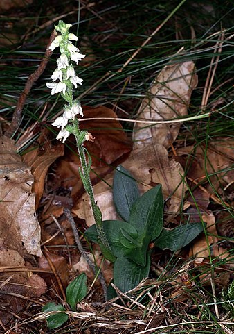 Dwarf rattlesnake plantain (goodyera repens) flowers