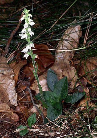 Dwarf rattlesnake plantain (goodyera repens) flowers
