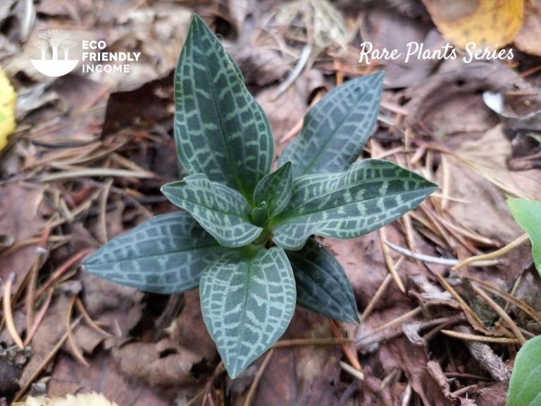 Dwarf rattlesnake plantain (Goodyera repens) ID & Propagation