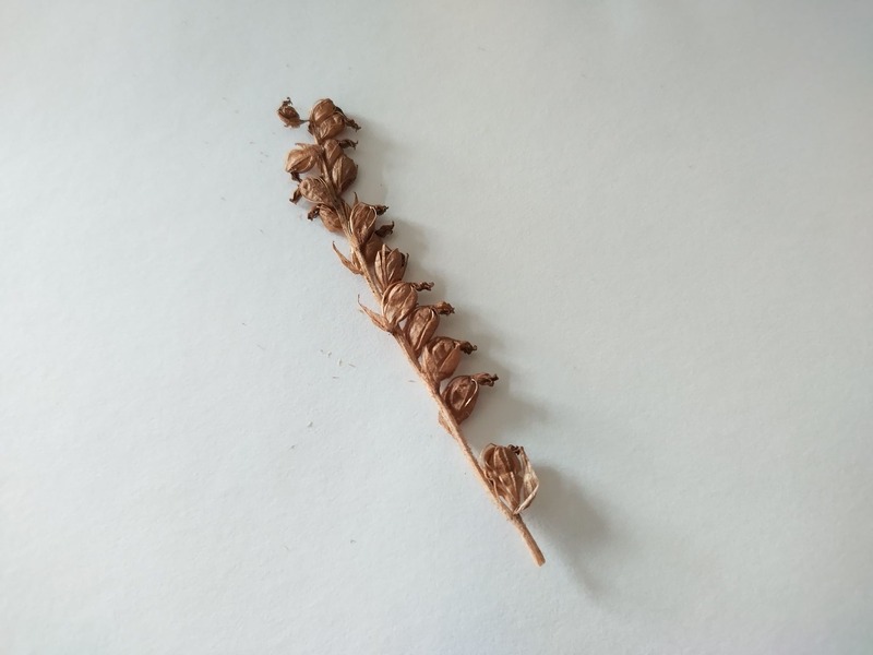 Dwarf rattlesnake plantain seed pods (Goodyera repens) (1)