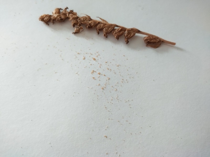 Dwarf rattlesnake plantain seeds (Goodyera repens) (1)