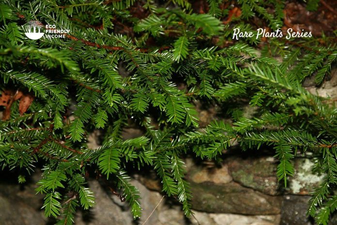 How to Identify & Propagate Canada Yew (Taxus canadensis)