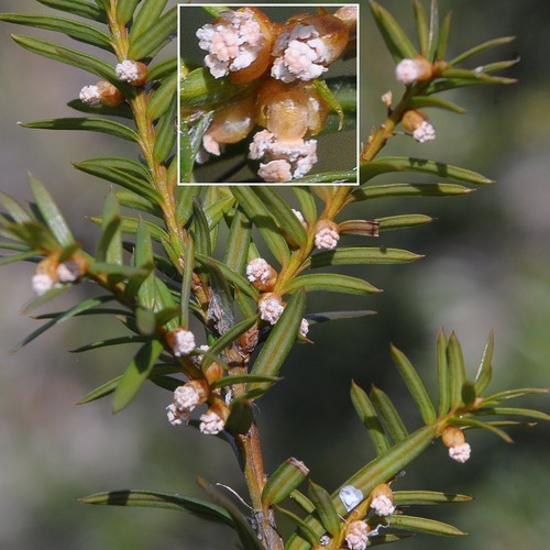 How-to-Identify-Propagate-Canada-Yew-Taxus-canadensis-Flower-Cone-1