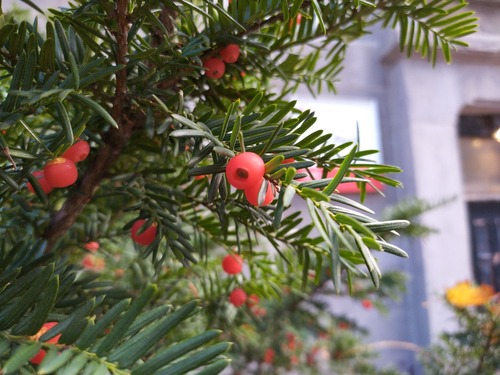 How to Identify & Propagate Canada Yew (Taxus canadensis) Fruit