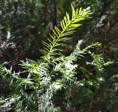 How-to-Identify-Propagate-Canada-Yew-Taxus-canadensis-Needle