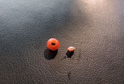 How to Identify & Propagate Canada Yew (Taxus canadensis) Seeds