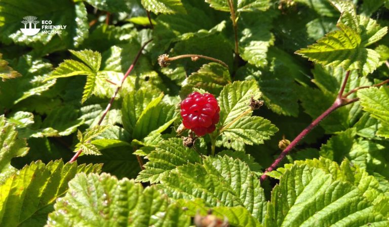 How to Identify & Propagate Dewberry (Rubus pubescens)