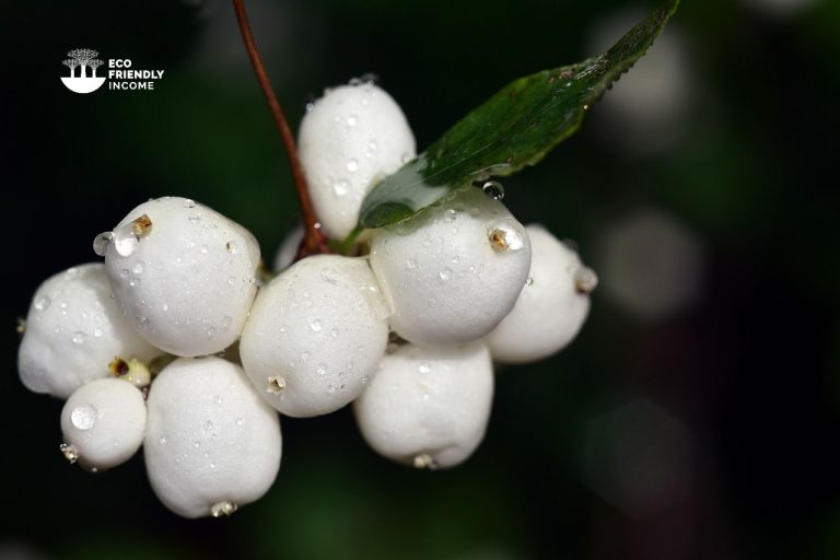How to Identify & Propagate Snowberry (Symphoricarpos albus)