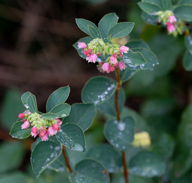 How-to-Identify-Propagate-Snowberry-Symphoricarpos-albus-Flowers