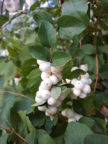 How-to-Identify-Propagate-Snowberry-Symphoricarpos-albus-Fruit-1-min