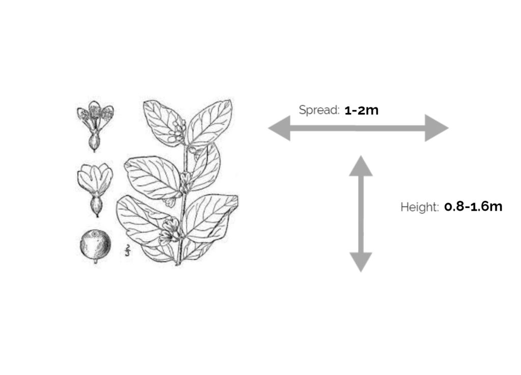 How to Identify & Propagate Snowberry (Symphoricarpos albus) info chart