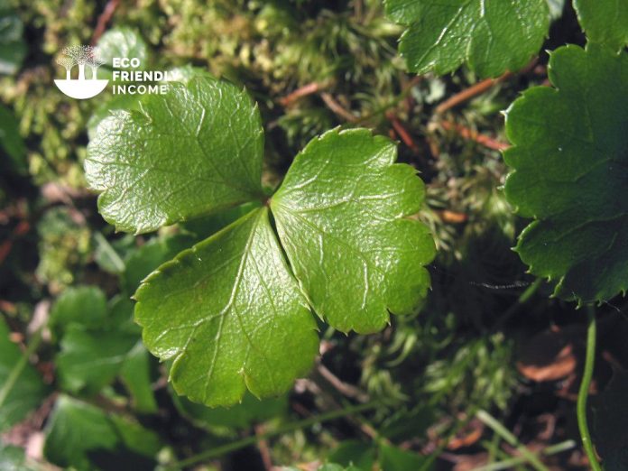 How to Identify & Propagate Threeleaf Goldthread (Coptis trifolia)