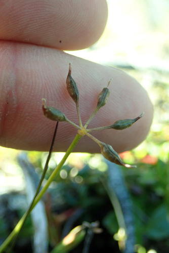 How-to-Identify-Propagate-Threeleaf-Goldthread-Coptis-trifolia-Seed-1