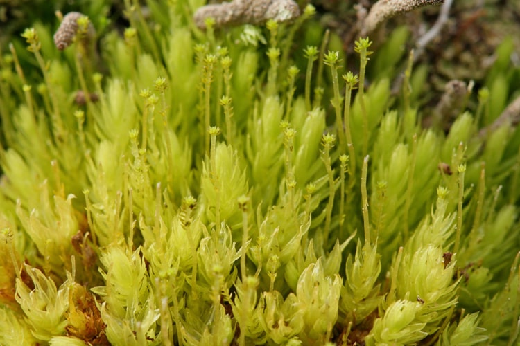 Aulocomnium-palustre-moss-propagation-propagule-min