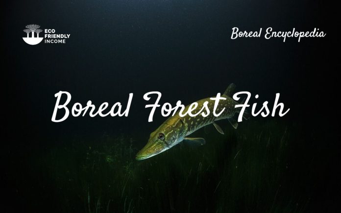 Boreal Forest Fish Species - Boreal Encyclopedia