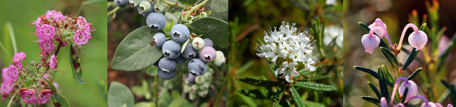 Boreal Forest Shrubs – Deciduous Boreal Forest Shrubs - Deciduous