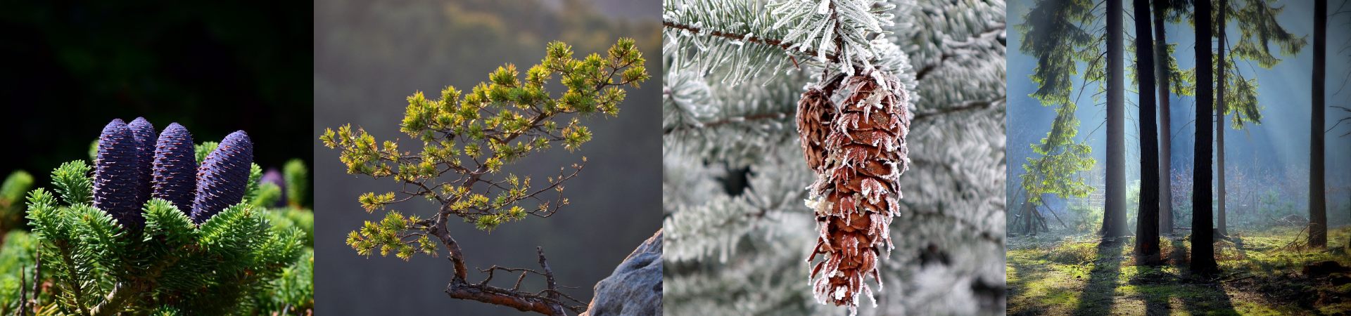 Boreal Forest Trees – Coniferous Boreal Forest Trees - Coniferous