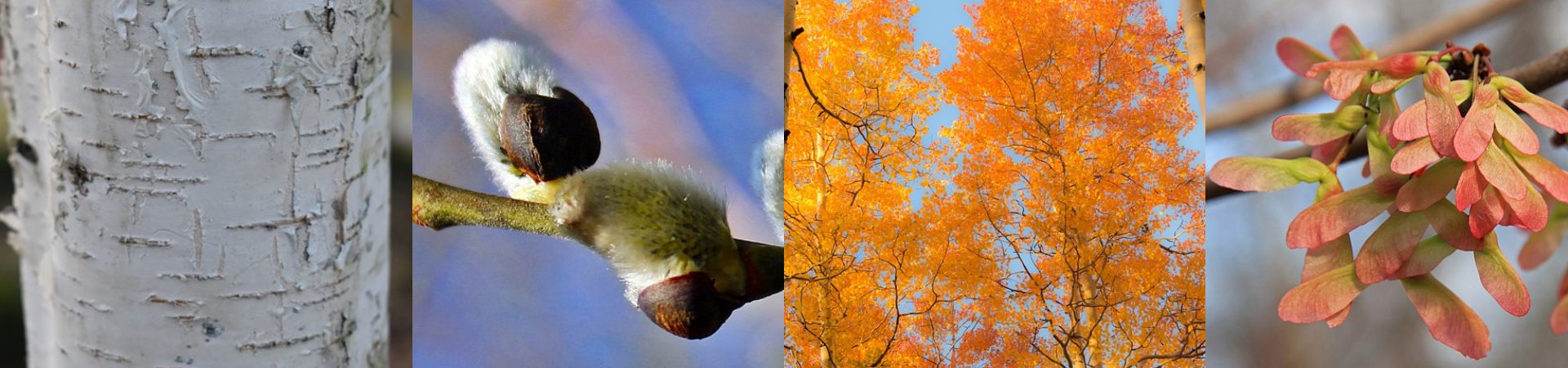 Boreal Forest Trees – Deciduous Boreal Forest Trees - Deciduous