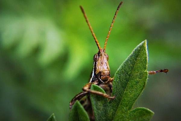 Homesteading – Eco Friendly Pest Control Homesteading - Eco Friendly Pest Control
