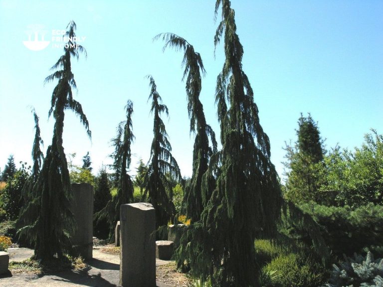 How to Identify & Propagate Alaska Cedar (Chamaecyparis nootkatensis) (2)