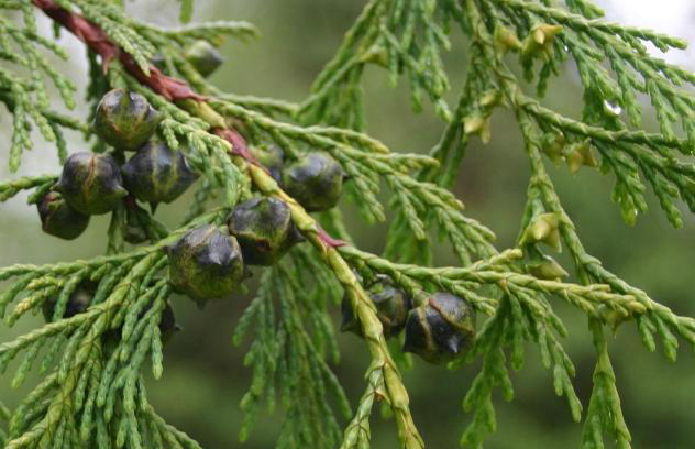 How to Identify & Propagate Alaska Cedar (Chamaecyparis nootkatensis) Fruit (1)
