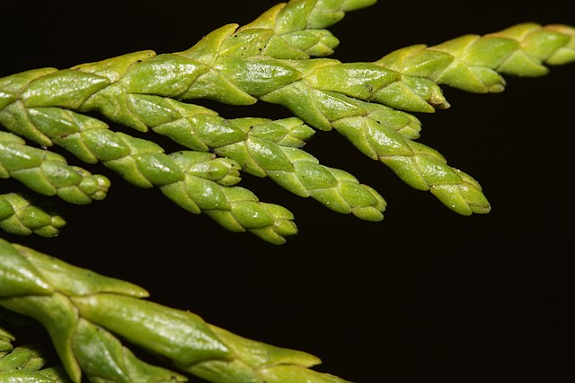 How to Identify & Propagate Alaska Cedar (Chamaecyparis nootkatensis) Leaf