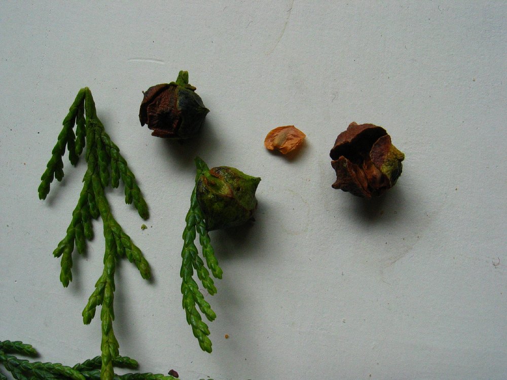 How to Identify & Propagate Alaska Cedar (Chamaecyparis nootkatensis) by Seed