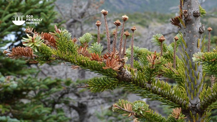 How to Identify & Propagate Balsam Fir (Abies balsamea) (1) How to Identify & Propagate Balsam Fir (Abies balsamea) (1)