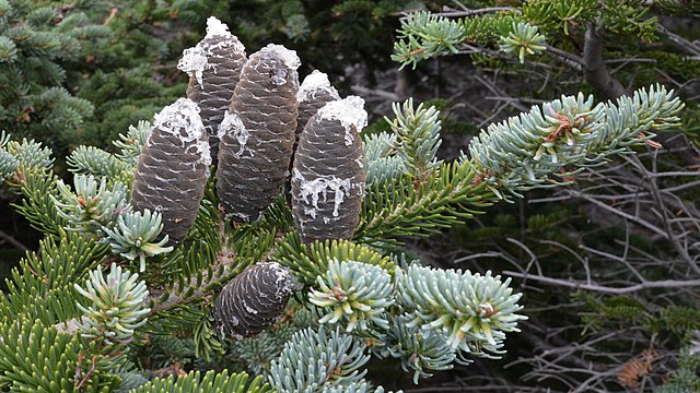 How to Identify & Propagate Balsam Fir (Abies balsamea) Cones