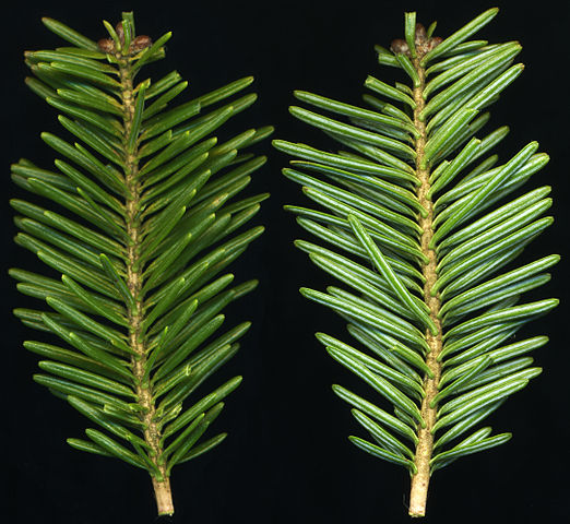 How to Identify & Propagate Balsam Fir (Abies balsamea) Leaf