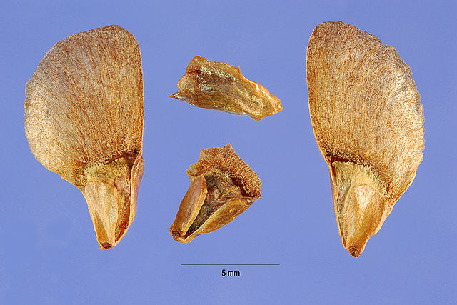 How to Identify & Propagate Balsam Fir (Abies balsamea) Seed