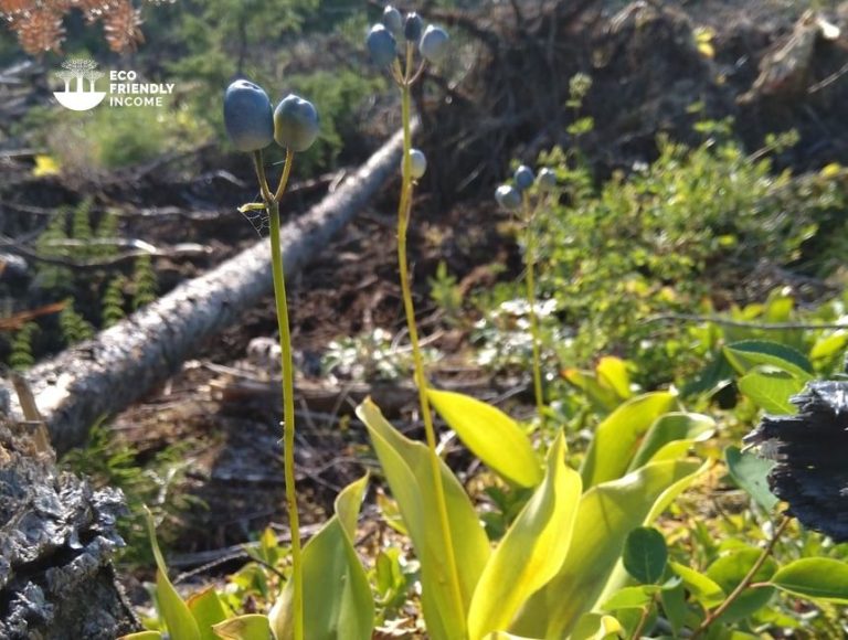 How to Identify & Propagate Bluebead (Clintonia borealis)