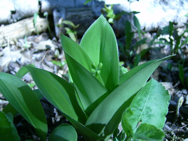 How to Identify & Propagate Bluebead (Clintonia borealis) leaf