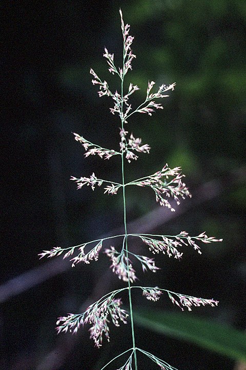 How to Identify & Propagate Bluejoint (Calamagrostis canadensis)-inflorescens