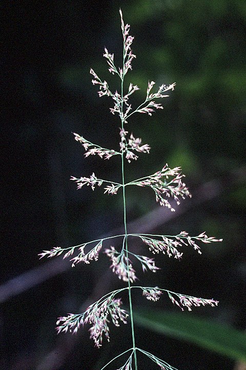 Alternate Leaf Arrangement on the Stem