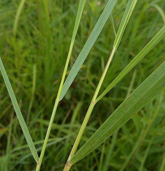 How-to-Identify-Propagate-Bluejoint-Calamagrostis-canadensis-leaf