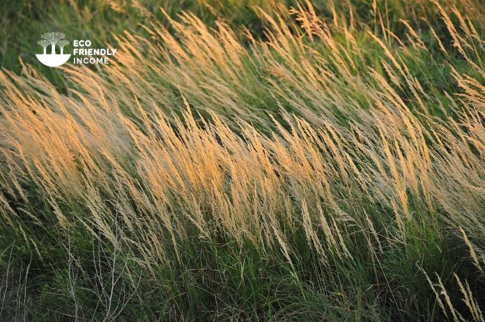 How to Identify & Propagate Bluejoint (Calamagrostis canadensis)-min (2)