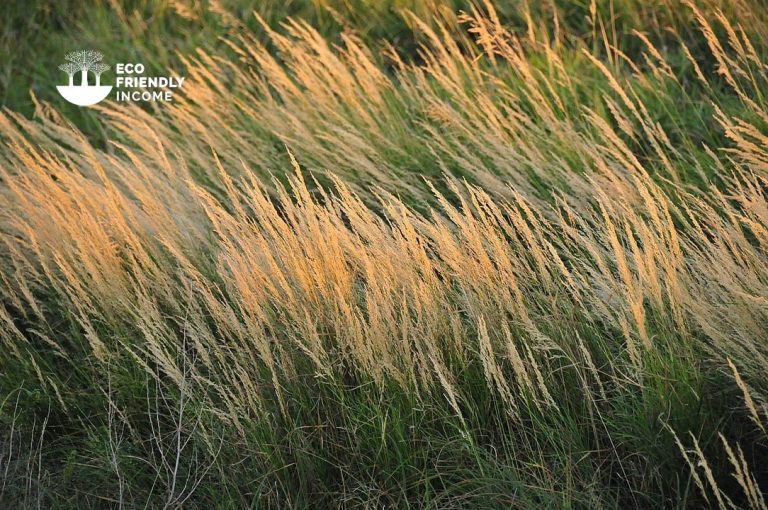 How to Identify & Propagate Bluejoint (Calamagrostis canadensis)