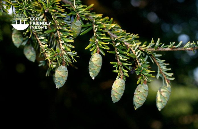 How to Identify & Propagate Eastern Hemlock (Tsuga canadensis) (1) How to Identify & Propagate Eastern Hemlock (Tsuga canadensis) (1)