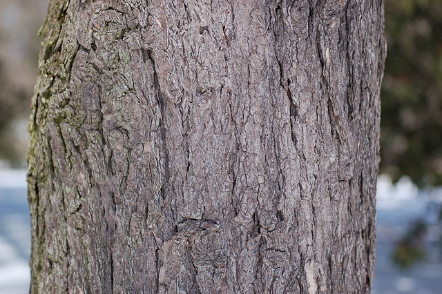 How to Identify & Propagate Eastern Hemlock (Tsuga canadensis) Bark